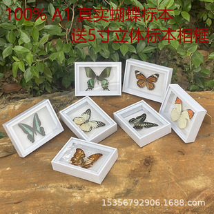 Real Butterfly Specimen Ornaments, Insect Spread Wings, Monarch Butterfly Student Science and Education, Green Wind Butterfly, Tiger Butterfly Finished Product