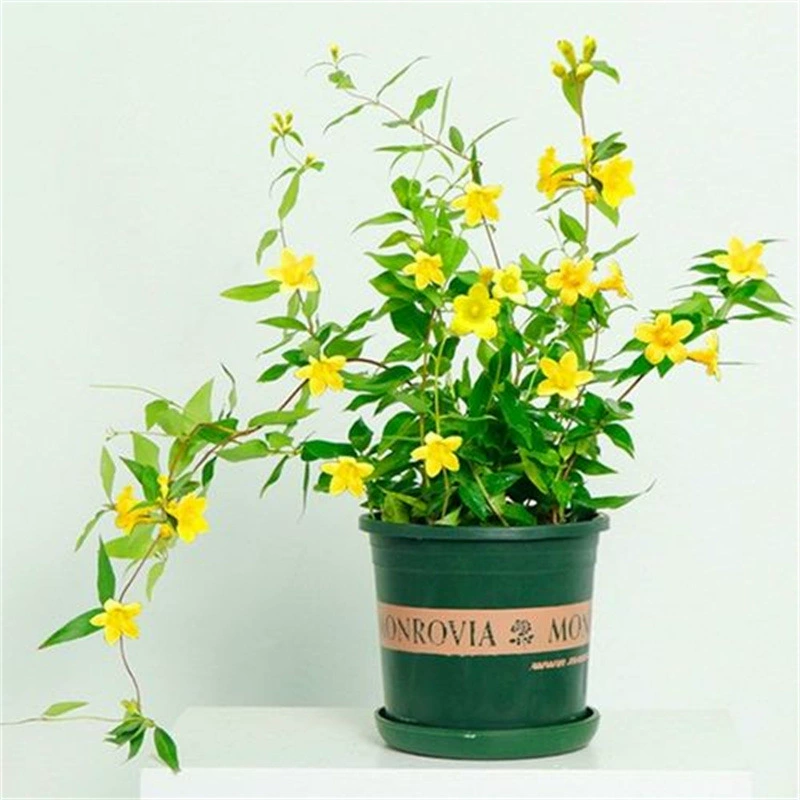 Французские духи Жасмин Сеялка Вьющиеся растения Морозостойкие Балкон в горшке Цветы для скалолазания в саду Желтые цветы Аромат жасмина