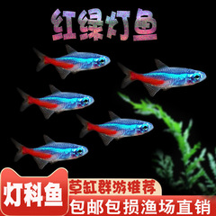 信号灯小型灯科魚グッピー熱帯観賞魚淡水宝蓮灯魚活体シマウマ魚群遊魚