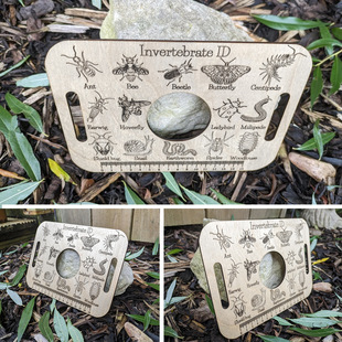 Bug Identification Ruler 趣味昆虫百科虫子识别工艺品尺子观察-阿里巴巴