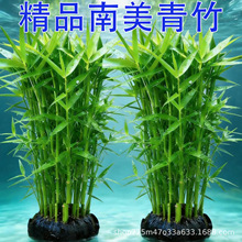 ���������~��ˮ�݌���ֲ����݃���ˮ�|�B�~�쾰�b���������B�o