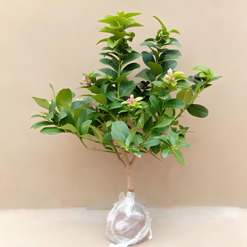 Perfume, árbol joven en maceta de limón con flores, flores comestibles con sabor a Luzhou, balcón, patio, pilas antiguas, resultados de la plantación
