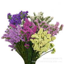 【永生勿忘我】永生吸色绿杆勿忘我干花永生花