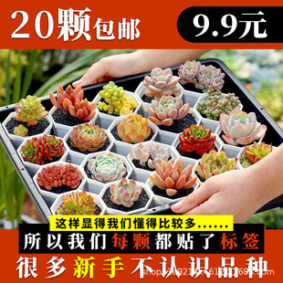 Succulent Plant Novice Package Includes Pots with Soil, Free Shipping, Large, Easy-To-Live Indoor and Outdoor Office Balcony Set
