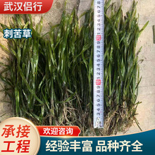 刺苦草亚洲大苦草密刺苦草净化水质养殖扁担草水草种基地批发工程