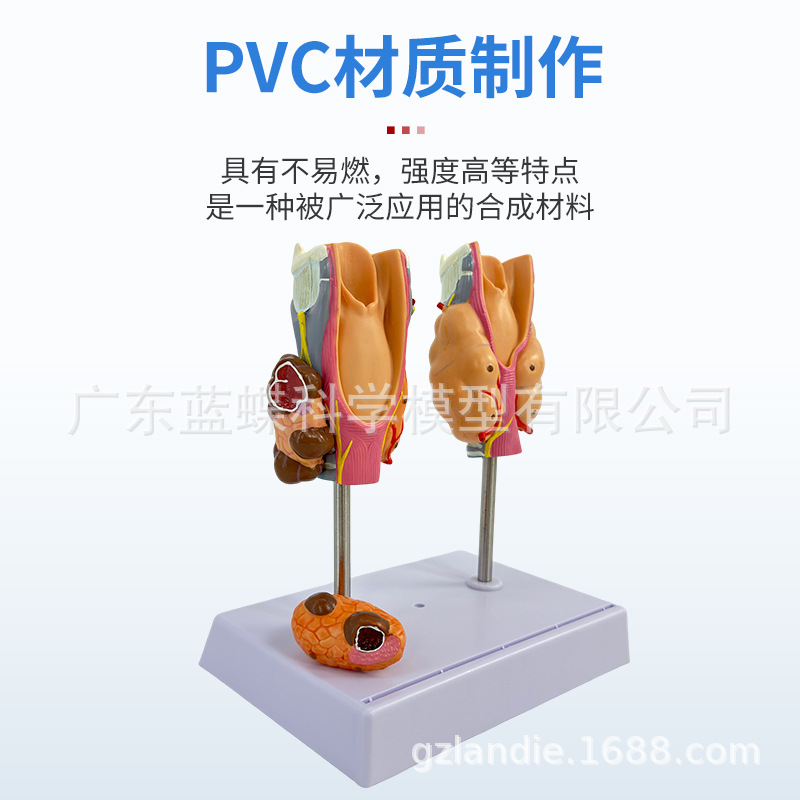 ���岡����״��ģ�ͼ׿��׵��ڷ���ϵͳҽѧ���ʼ�״�ٺ�ͷ�̾�