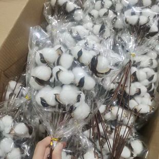 �޻��ɻ����������W�t�}�Q�b�ľ�޻��ٻ������Ĕz����