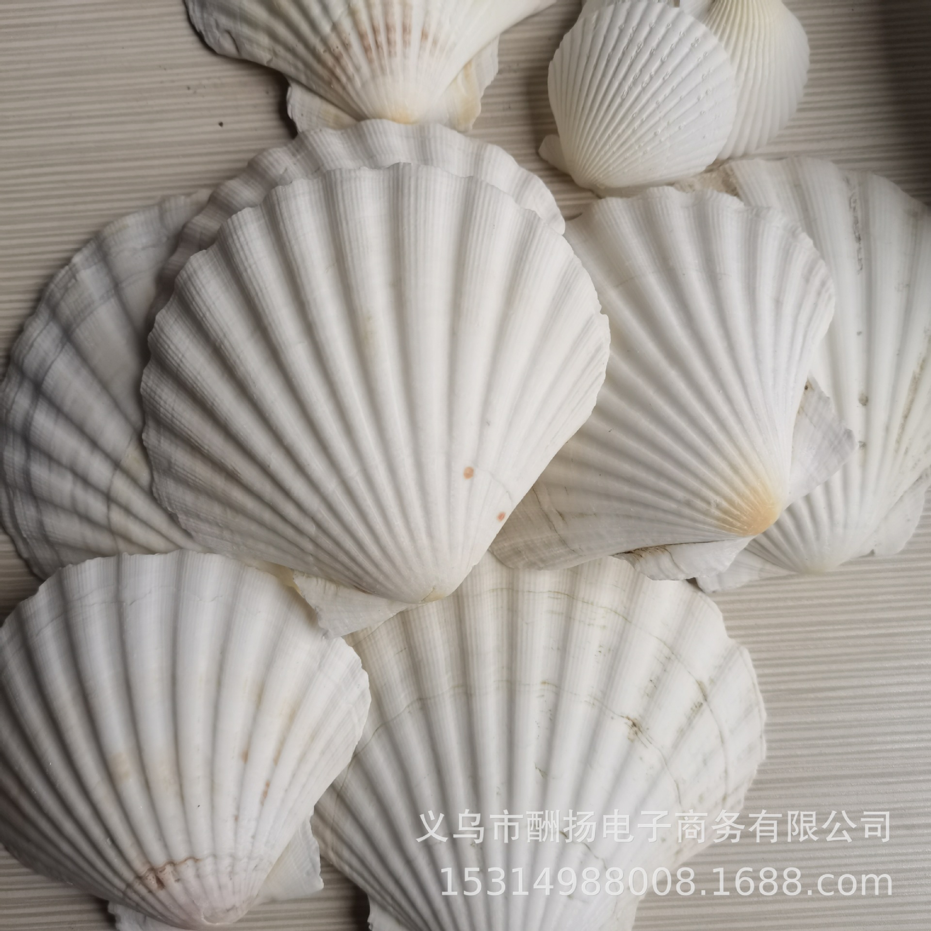 Trimmed large scallops, 9-14cm each