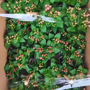 110�������ӷ�ɫ���Ԏ���������ζ�����̨�^��ľ�������͟��ͺ�