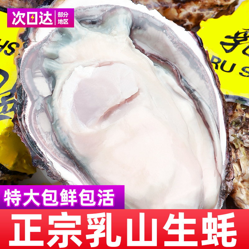Source Package Live Fresh Rushan Oysters Fresh Oysters Super Large Meat Oyster 2.50kg Instant Seafood Aquatic Products