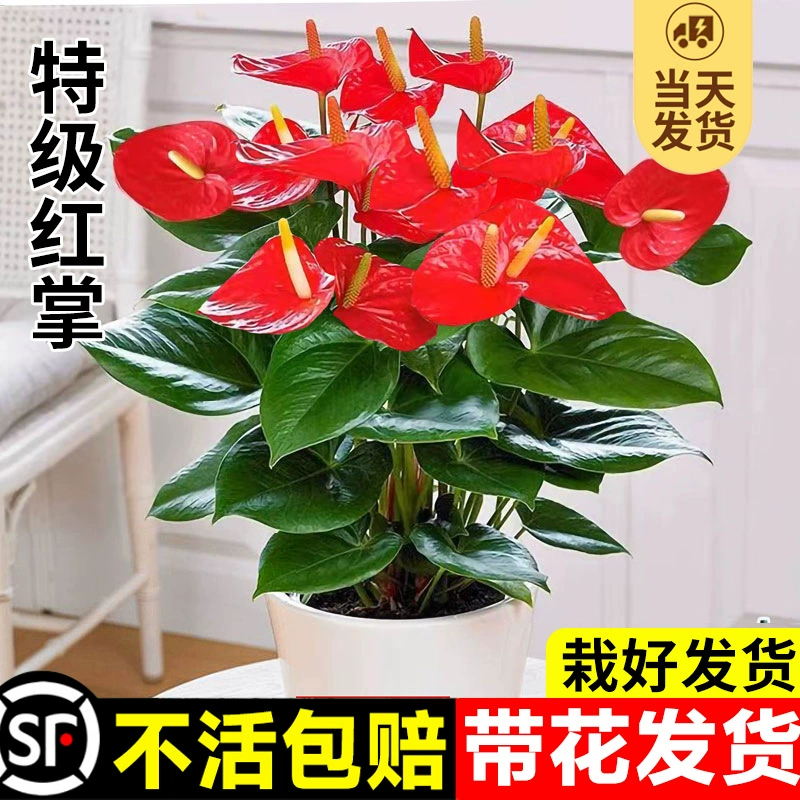 Красные пальмовые горшечные растения плавно плавают