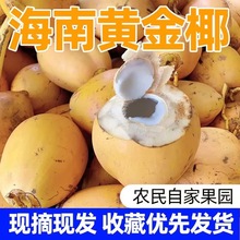 新鲜海南黄金椰子9个装带皮补羊水金椰孕妇当季热带水果红椰椰青