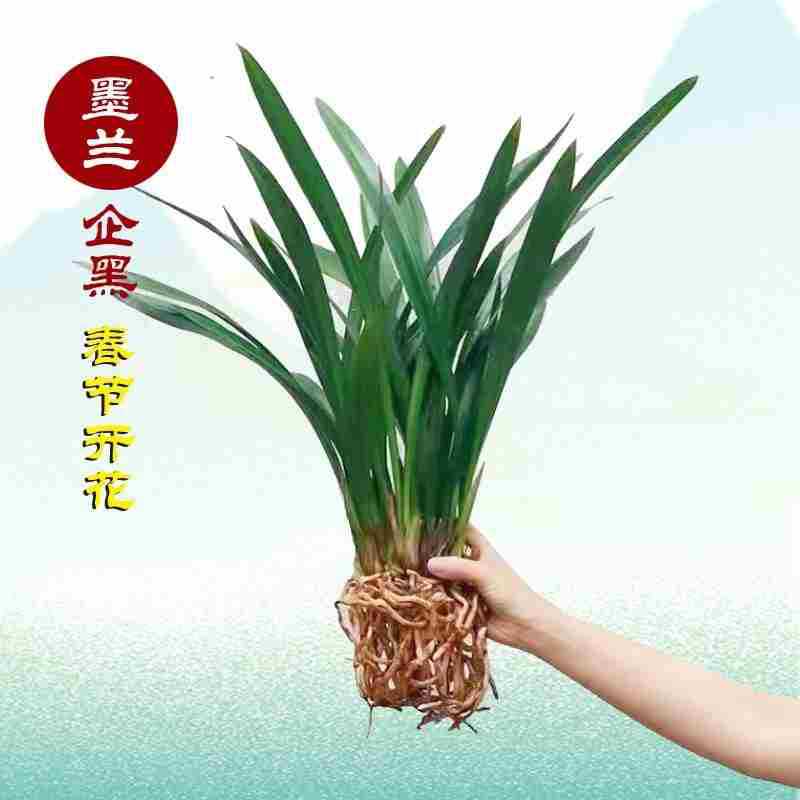 Strong-Scented Orchid Potted Ink Orchid Black Orchid Broad-Leaf Orchid Seedlings Plain Heart White Ink Living Room Balcony Green Plants and Florals