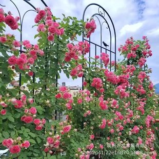 Source Garden Climbing Frame Trellis Fence Flower Stand Wrought Iron Rose Planting Clematis Plant Rose Support Rod