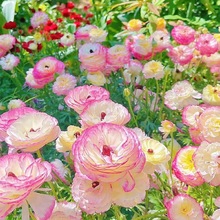 ��ëݢ�N���ļ��_����ĵ������ͺ��׷N�҃��⻨������ֲ�ﻨ�N��