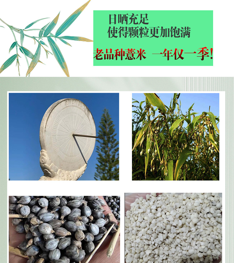 Yunnan Old Variety Coix Seed Broken Job's Tears Mojiang Glutinous Coix Grain 500g specifications