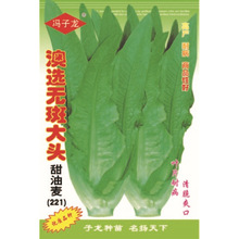 澳选无班大头甜油麦221 冯子龙厂家直售批零大田基地大棚四季种植