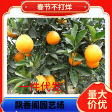 �����R��ӿȪ����������o�����Ә���޽ӟo�Ѹ��ٽ����箔��Y��