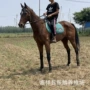伊犁新疆骑乘国产马匹