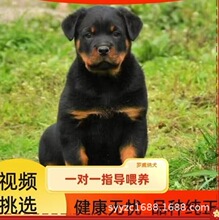 纯种德系罗威纳犬幼犬活体忠诚警惕性高罗威纳犬大型犬家庭护卫犬