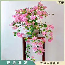 三角梅老桩带花苞四季开花绿植盆栽好养活阳台庭院爬藤重瓣勤花卉