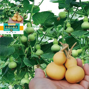 �����������J�N���������׻��ļ����N�̨����С������С���J�N��