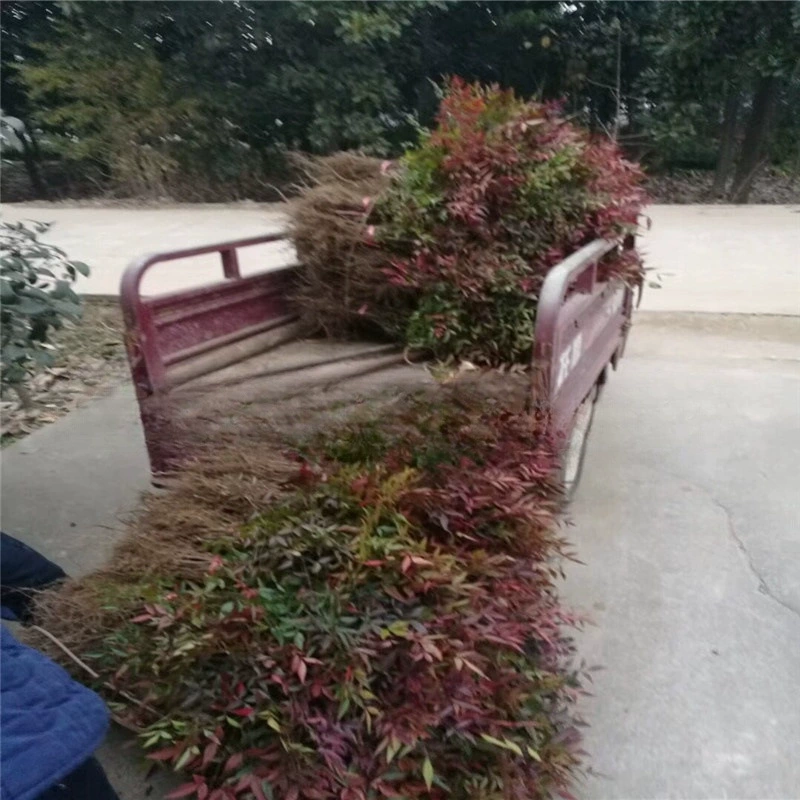 Базовая оптовая продажа Нантьянжу Маленький Мяо Хонгтяньчжу Инжиниринг Мяо Нантьянчжу Цветной блок Нантьянчжу можно положить в горшок