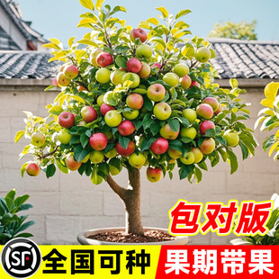 ���԰����O��������Ϸ������ļ��̨ˮ������Թ���Nֲ����Y��