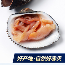 大连大赤贝海鲜水产贝类鲜活新鲜大毛蚶野生毛蛤血蛤日料刺身一斤