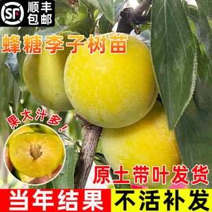 �������Ә����F�����R���A��Ʒ�Nˮ��������̨�����Ϸ������Nֲ