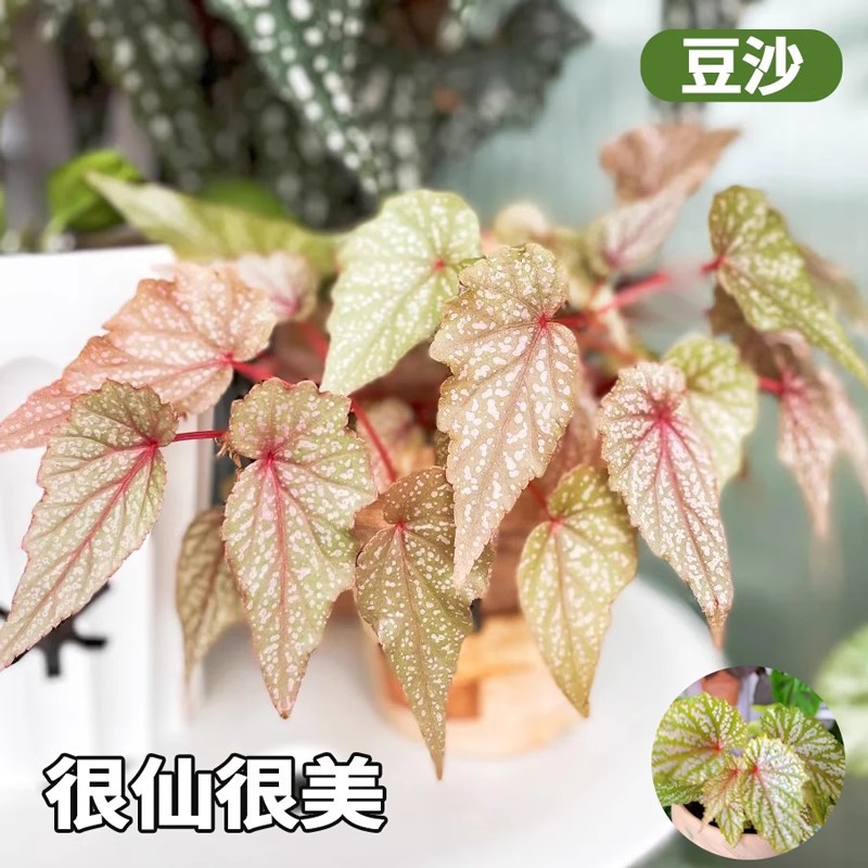 【very fairy and beautiful】bean paste