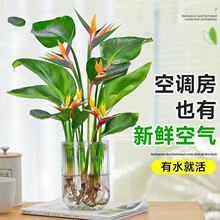天堂鸟盆栽客厅室内大型绿植办公室叶植物花卉鹤望兰红新房除甲醛
