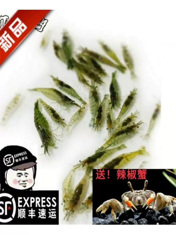 Черная ракушка, аквариум для креветок, инструмент для очистки водных растений и удаления водорослей, большие декоративные рисовые креветки, живая кормушка для домашних животных, пресноводный аквариум