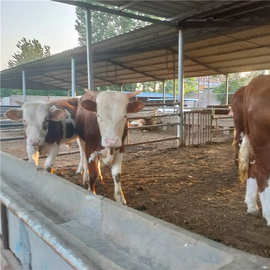 改良肉牛苗活体批发鲁西黄牛价格 哪里有卖活牛犊 西门塔尔牛犊的