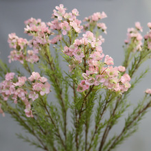 ���滨3辰�÷ �ٻ��Ҿ��b�Ұ�� ����ֲ���D÷��ɭϵ��ˇ����