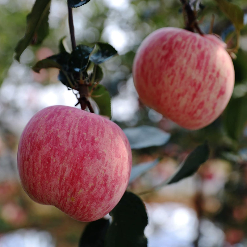 [Available All Year Round] Yantai Apple Stripesd Red Fuji Seasonal Fresh Fruit Wholesale Gift Box