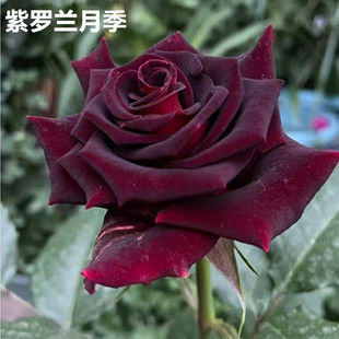 ���_�m��ɫ�ļ��_���л�õ��Gֲ���Ի���ͥԺ�Nޱ�¼���������