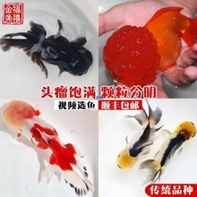 纯红狮子头金鱼活体观赏鱼水族宠物国狮冷淡水鱼国粹包活
