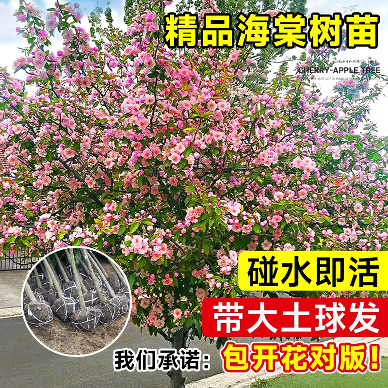 Саженцы бегонии