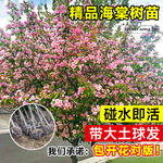 海棠树苗高杆西府垂丝海棠树庭院盆栽四季开花大型风景树苗木基地