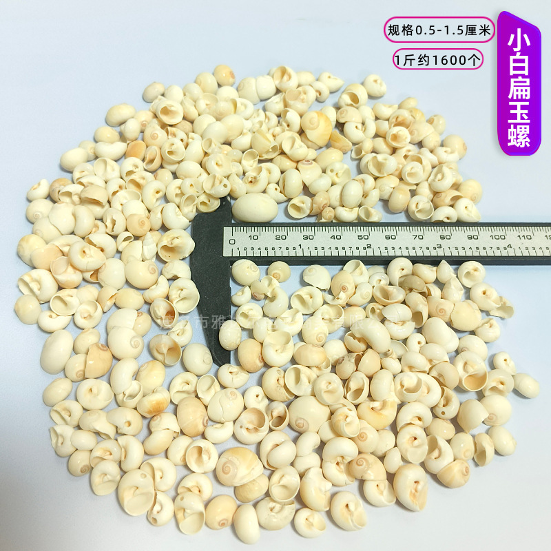 貝殻と法螺貝 1～2cmをポンド単位で販売、貝殻と砂を混ぜて手作りのDIYテーブルを製作、ドリフトボトルを製作|undefined