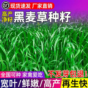 ����ϲʳ�ߵ��׺����ݷN���ļ��߮a����ո���ь��~�r�۶�֭����