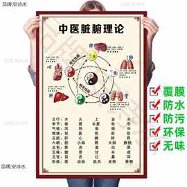 中医脏腑理论墙贴画五行养生文化装饰画宣传海报五脏六腑关系挂图
