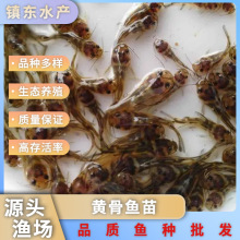 渔厂直供黄骨鱼鱼苗黄丫角鱼苗黄辣丁鱼苗淡水养殖可食用活体批发