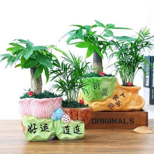 Money Tree Potted Green Plants Florals Rich Bamboo Lotus Bamboo Plant Potted Office Desktop Plants