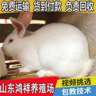 ���������Bֳ��ֱ���������������m�ó����÷�ֳ�ʸ�һ�C8��12ֻ