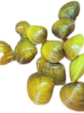 溪蚬黄金蚬小河蚌河蚬活体淡水冷水螺鱼缸除藻观赏鱼清道夫除绿水