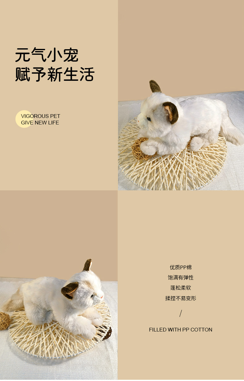 猫详情_06.jpg