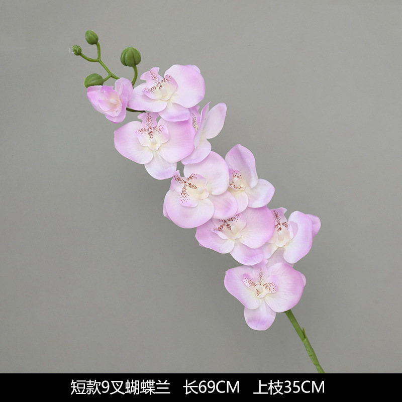 Phalaenopsis curta de 9 pontas