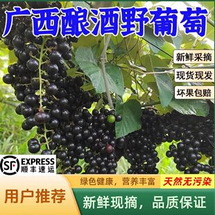 ��S�V����ɽҰ�������r��ժɽҰ�����Ұ���Ѿƿڸ���ζ���X����